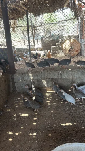 للبيع دجاج الحبشي