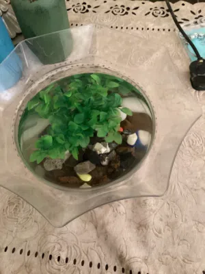 2 fancy guppies with bowl, fish food and everything inside