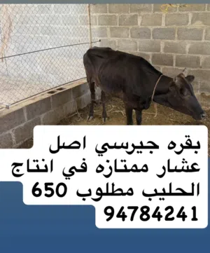 3 ابقار للبيع