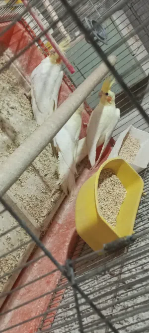 كوكتيل لاتينو عين حمرا مخاليف عمر 4اشهر