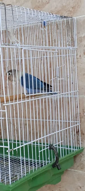 متاح نتايه فيشر بلو