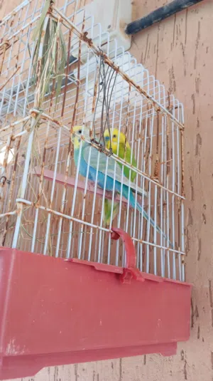 كوبيا بقلينو انتاج ربي يبارك معطيات 90 و البيع مزال