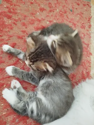 Persian1