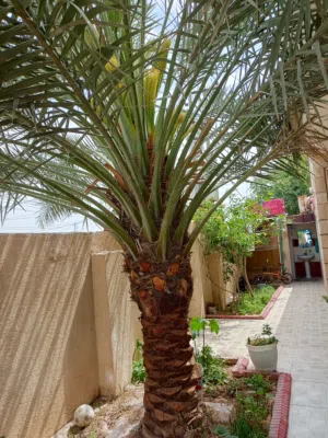 بيت للبيع في المهندسين