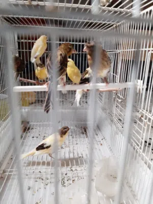 كناري انتاج
