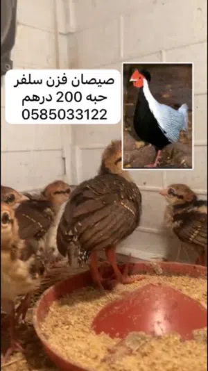 طيور فزن و فرانكلين