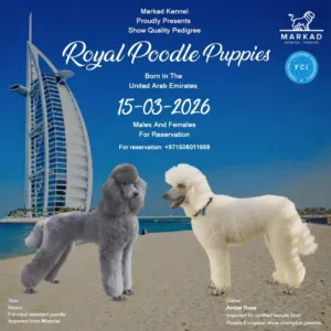 Gorgeous home bred Royal poodles available to loving homes
