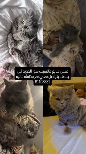 قطي ضايع بالقرب من دار الزين