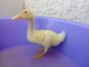 بطة صغيرة للبيع