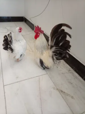 دجاج زينه للبيع