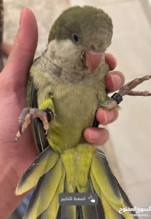 ببغاء لكويكر