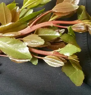 ابو زرعه الحوشبي 