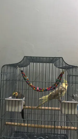 طيور كوكتيل للبيع