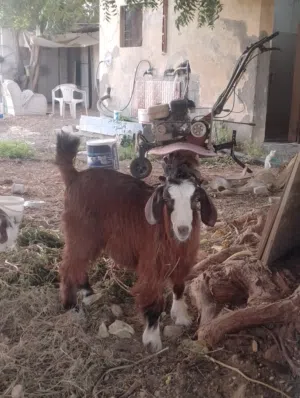 Omani goat for sale