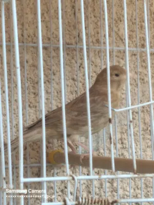دكر فايو عين كحلة درجة ونظافة ربي يبارك