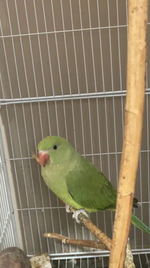 ببغاء دره شبه اليف