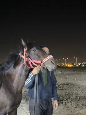حصان عمر 5 طول 147 مسكر