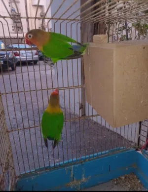 جوز راماج بياض