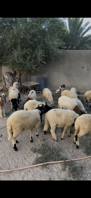 العدد 26 نص خرفان ونص فطايم ع 1250 جمله وساهل