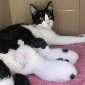 قطة مرضعة للتبني مع صغارها Mother Cat for Adoption With Her Kittens