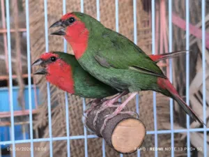 باروت فنش Parrot finches