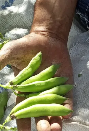 فول اخضر و بازلاء زراعة عضوية و بعل