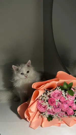 قطط ذكررر للبيع