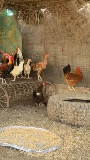 دجاج عمانيات للبيع كبار بياضات ما شاء الله
