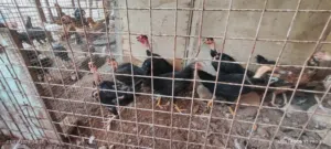 دجاج عرب ودجاج ابو ركيبة
