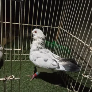 فحل وطيره وجوز نوريات سود  للبيع او بدل
