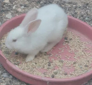 للبيع 6 أرانب فرنسي