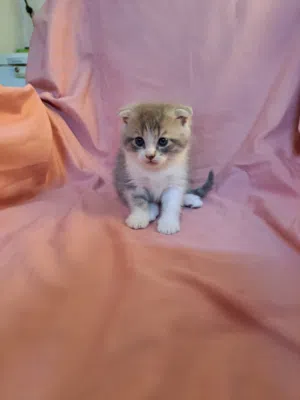 kitten 6 weeks scotch fold pure, male