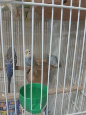 طيور بادجي للبيع