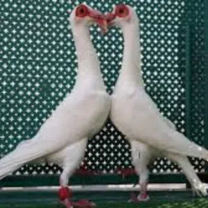 احمد الخوالده 