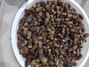 تمر نغال للبيع