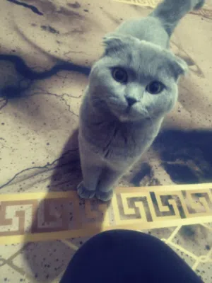 سكوتش فولد سكني عمر 8شهور