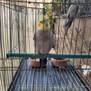 طائر كوكتيل _ cockatiel bird