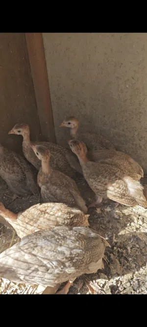 متوفر افراخ قبج احمر. نوادر عمر شهرين ونص البصره المدينه الهوير. توصيل بعد تحويل المبلغ.