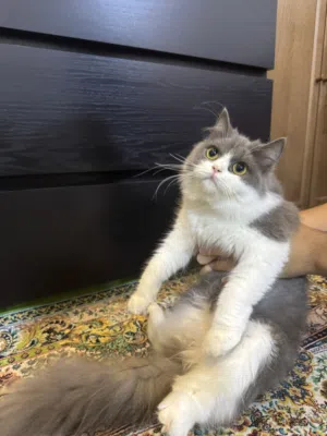 قطوة انثى جميلة مع كامل أغراضها