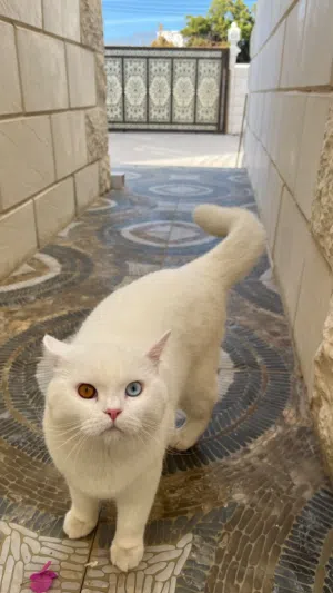 قطين للبيع ذكر و انثى