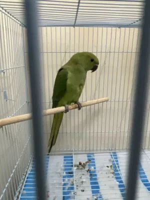 ببغاء دره تابع الوصف الطير مشاءالله مايشكي من اي مرض ولا اي شي يتعلم بسرعه  شباب  يتواصل الصامل