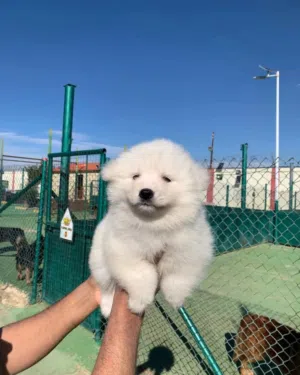 متوفر الآن جراء سامويد مميزه التسليم في عياده بيطريه مايكروشيب