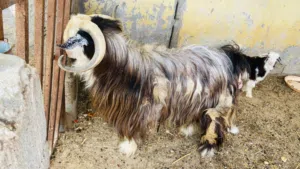 تيس رحبي ف الرميس