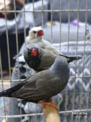 3فحله 2شاركول واحد ويت كرست