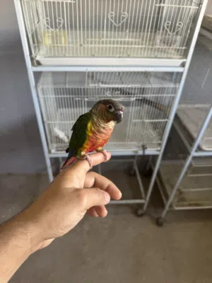 للبيع كنيور