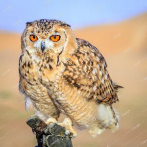 طائر بوم للبيع رجاءاً لحد يدخلي وما يشتري ماعندي خلك للسوالف
