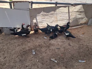بط للبيع حاجه نظيفة اللهم بارك مصراتة