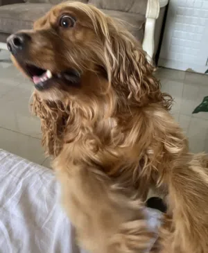 كوكر اسباني