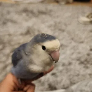 لوف بيرد لون نادر