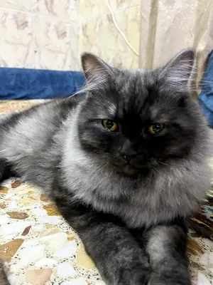 قطة شيرازي العمر 8 أشهر ملقح كامل تلقيحات